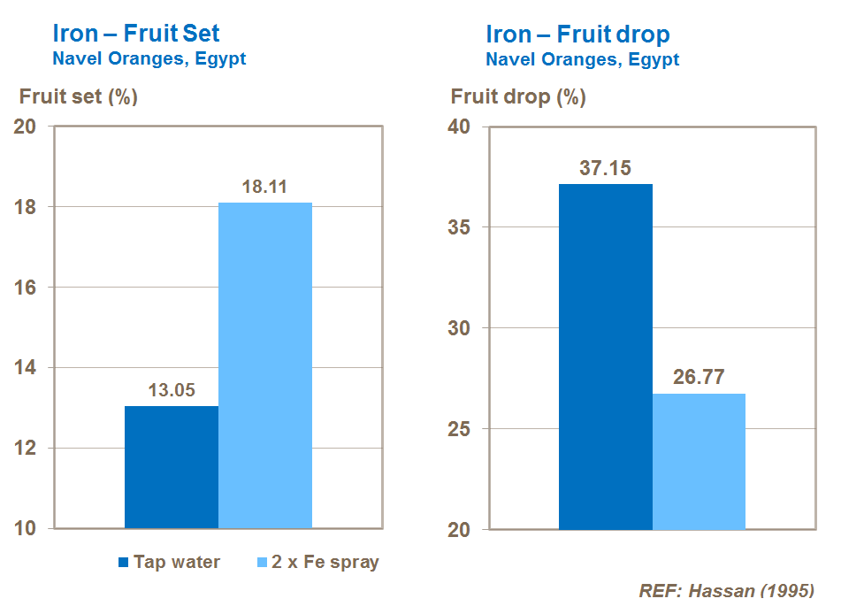iron effect on citrus fruit set, number and spring drop