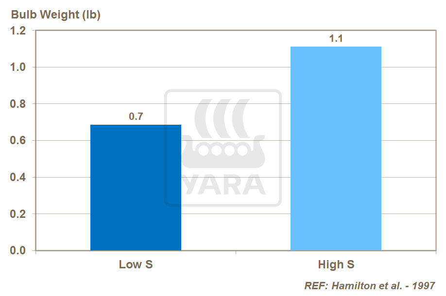 sulfur and onion bulb size