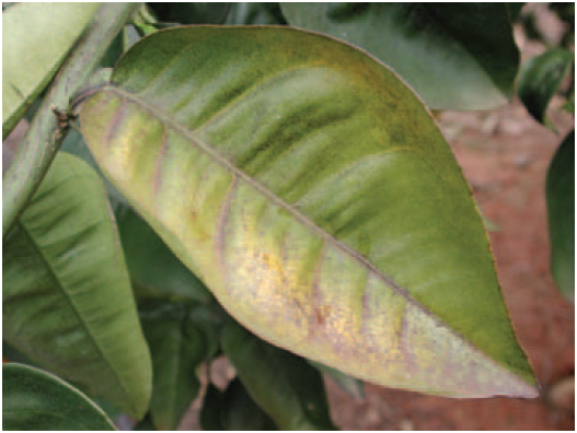Citrus Leaf Bronzing