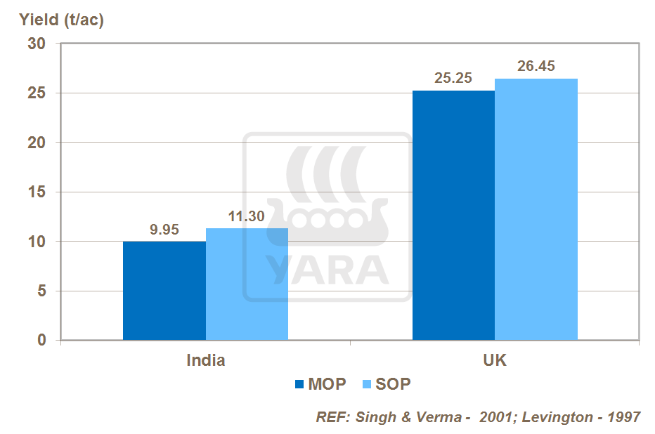 potassium source and onion yield