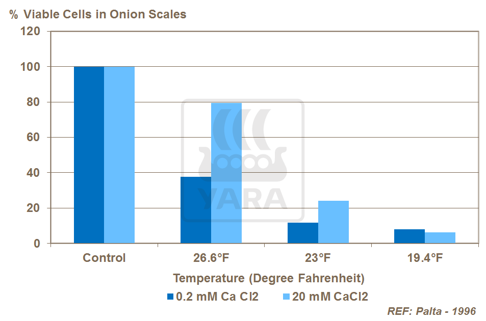 calcium and chilling injury in onions