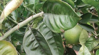 Dark Greening Citrus